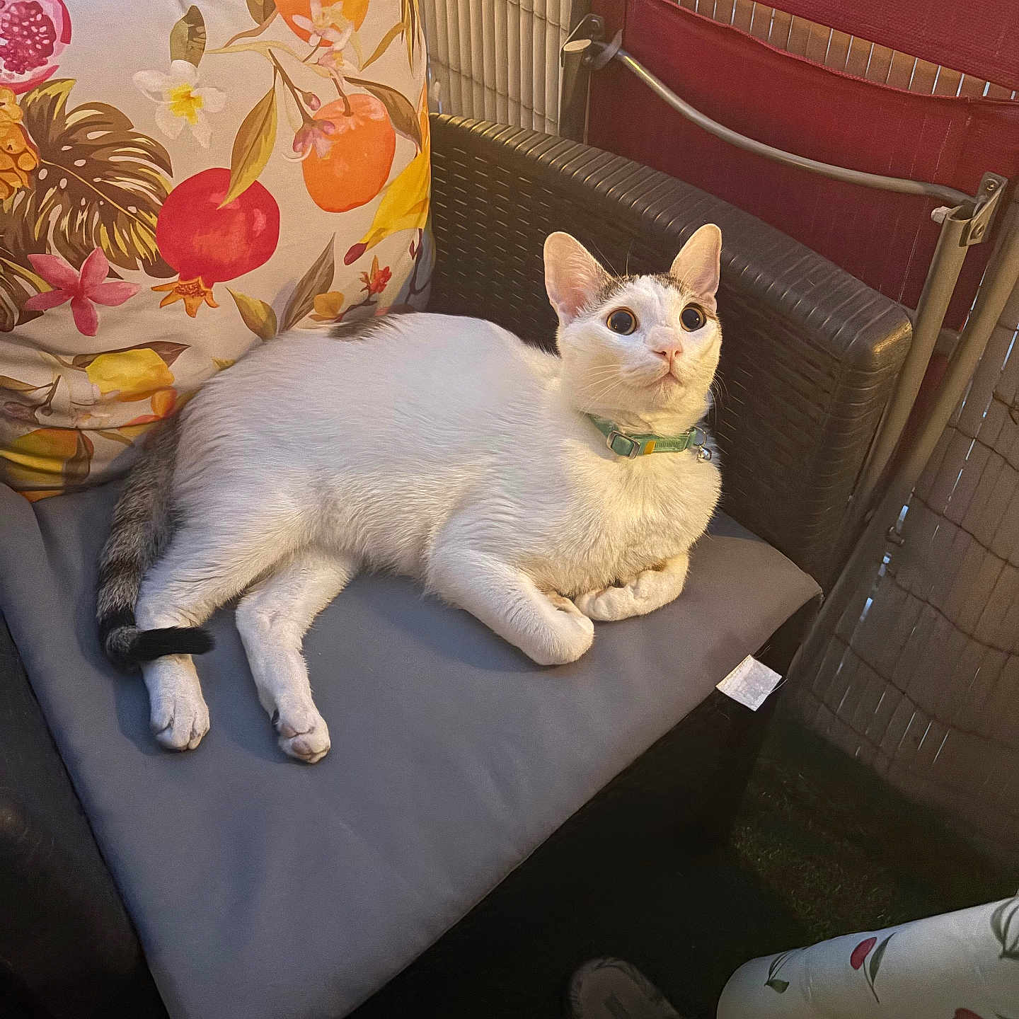 Kilam a rejoint le concours — aidez-le/la à gagner de superbes lots ! animal, cat, chair, collar, comfortable, cozy, curious, cushion, domestic_animal, feline, fruit_pattern, home, indoor, looking_up, pet, pillow, relaxed, seated, white_cat, wicker_furniture