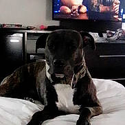 Chole joined the competition — help win amazing prizes! dog, bed, indoor, television, teddy_bear, person_on_tv, furniture, white_bedspread, dark_fur, collar, resting, living_room, blurred_background, screen, couch, relaxing, animal, pet, canine, home