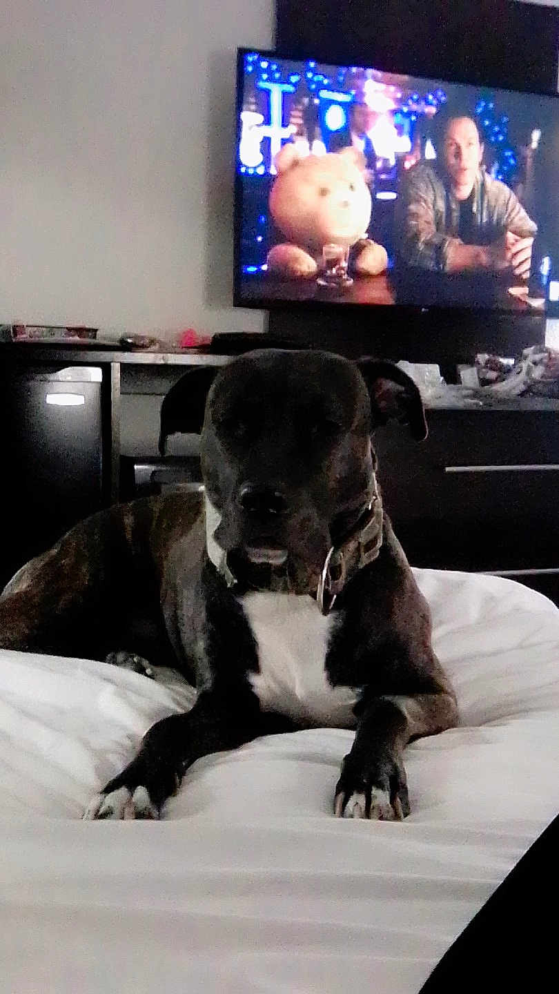 Chole joined the competition — help win amazing prizes! dog, bed, indoor, television, teddy_bear, person_on_tv, furniture, white_bedspread, dark_fur, collar, resting, living_room, blurred_background, screen, couch, relaxing, animal, pet, canine, home