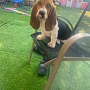 Sandwiche joined the competition — help win amazing prizes! dog, puppy, basset_hound, chair, backyard, artificial_grass, playhouse, play_equipment, blue_swing, pink_toy, sunlight, outdoor, pet, animal, tongue_out, cute, sitting, fence, shade, summer