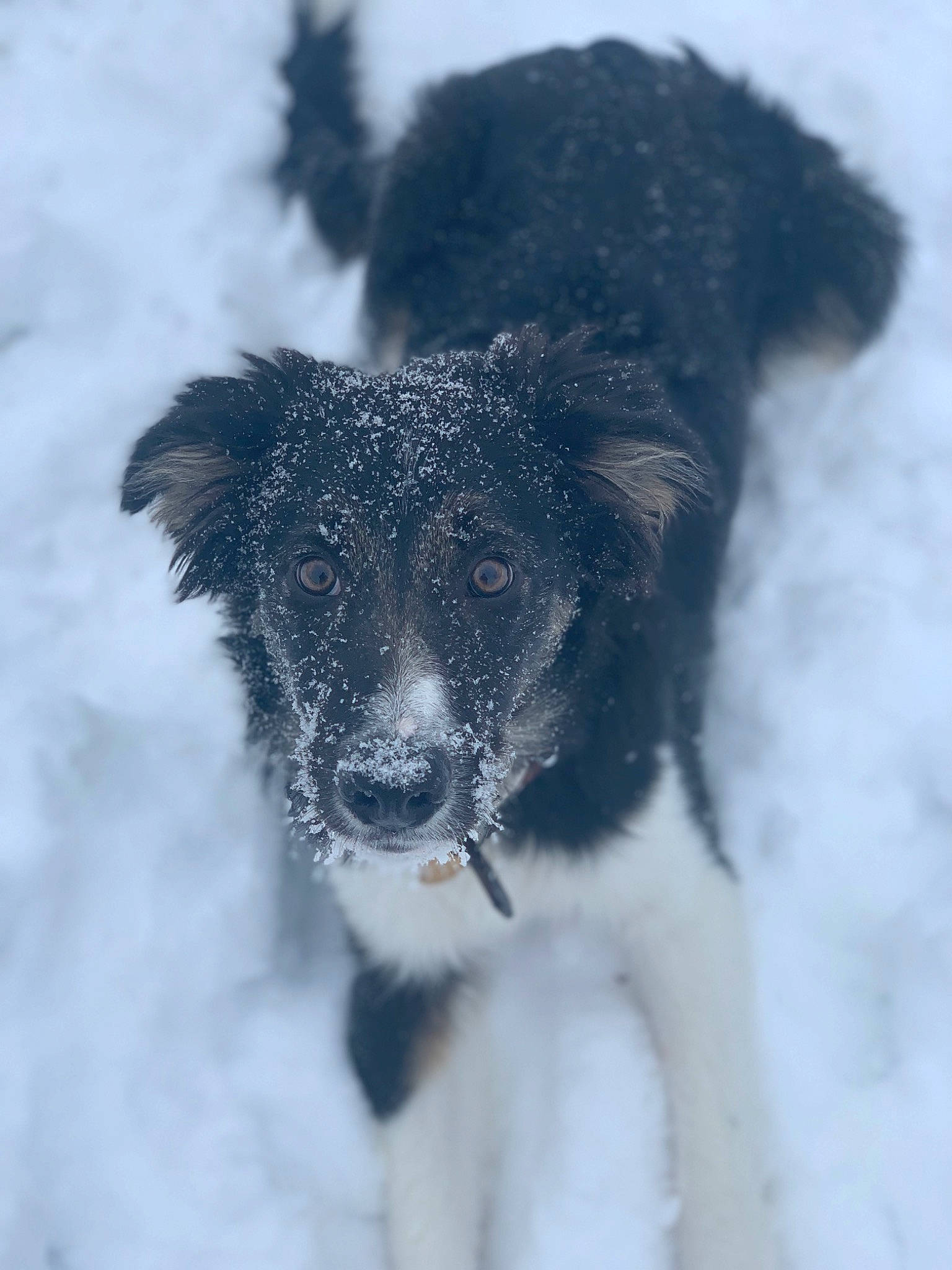 Fly Riley is registered to the contest to win money with this photo: border_collie, canidae, carnivore, companion_dog, dog, dog_breed, dog_collar, freezing, fur, herding_dog, precipitation, snout, snow, sporting_group, tail, whiskers, winter, working_animal, working_dog