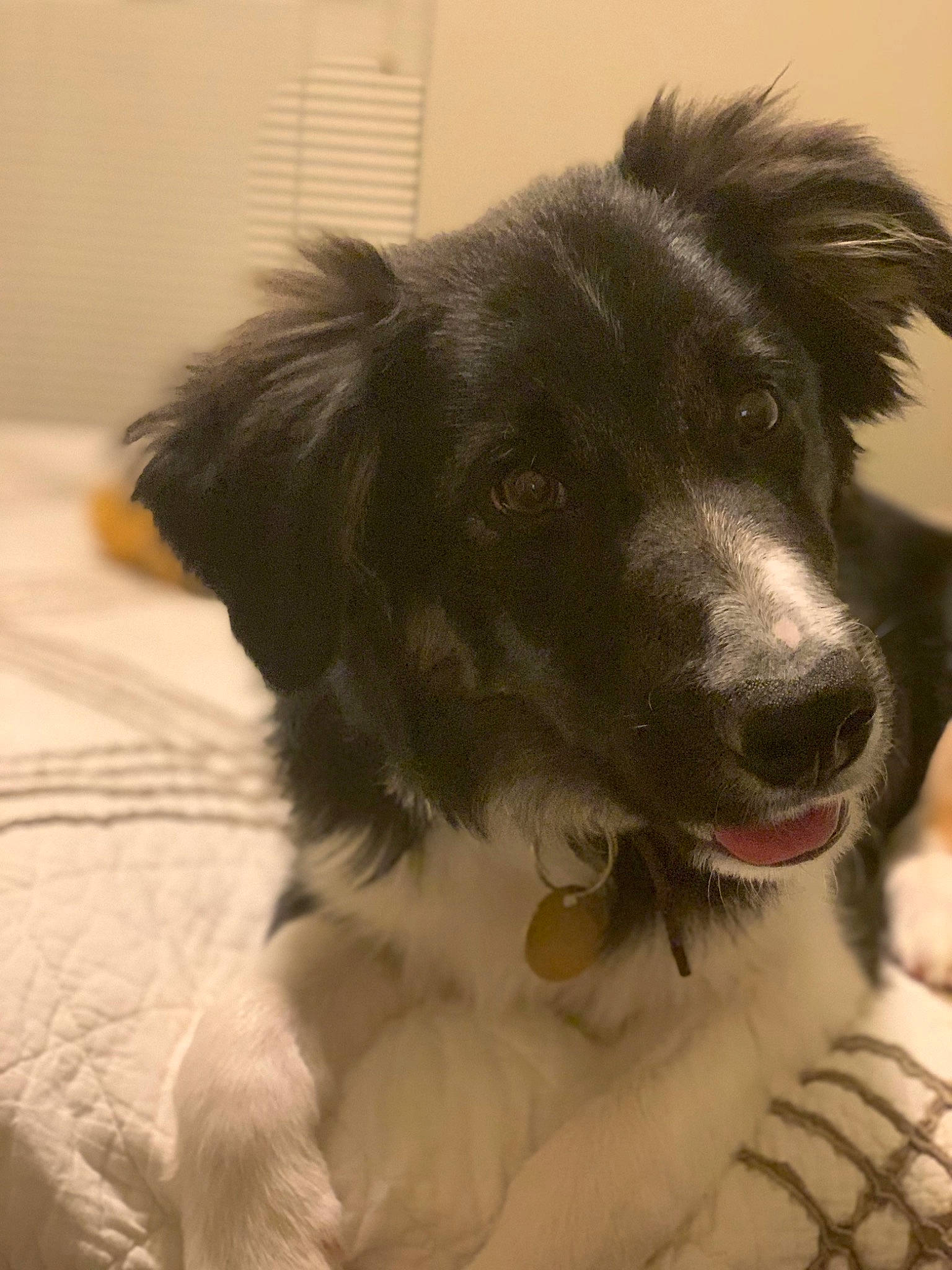 Fly Riley joined the competition — help win amazing prizes! australian_shepherd, borador, border_collie, canidae, carnivore, companion_dog, dog, dog_breed, dog_collar, fang, fur, gun_dog, herding_dog, spaniel, whiskers, working_animal, working_dog