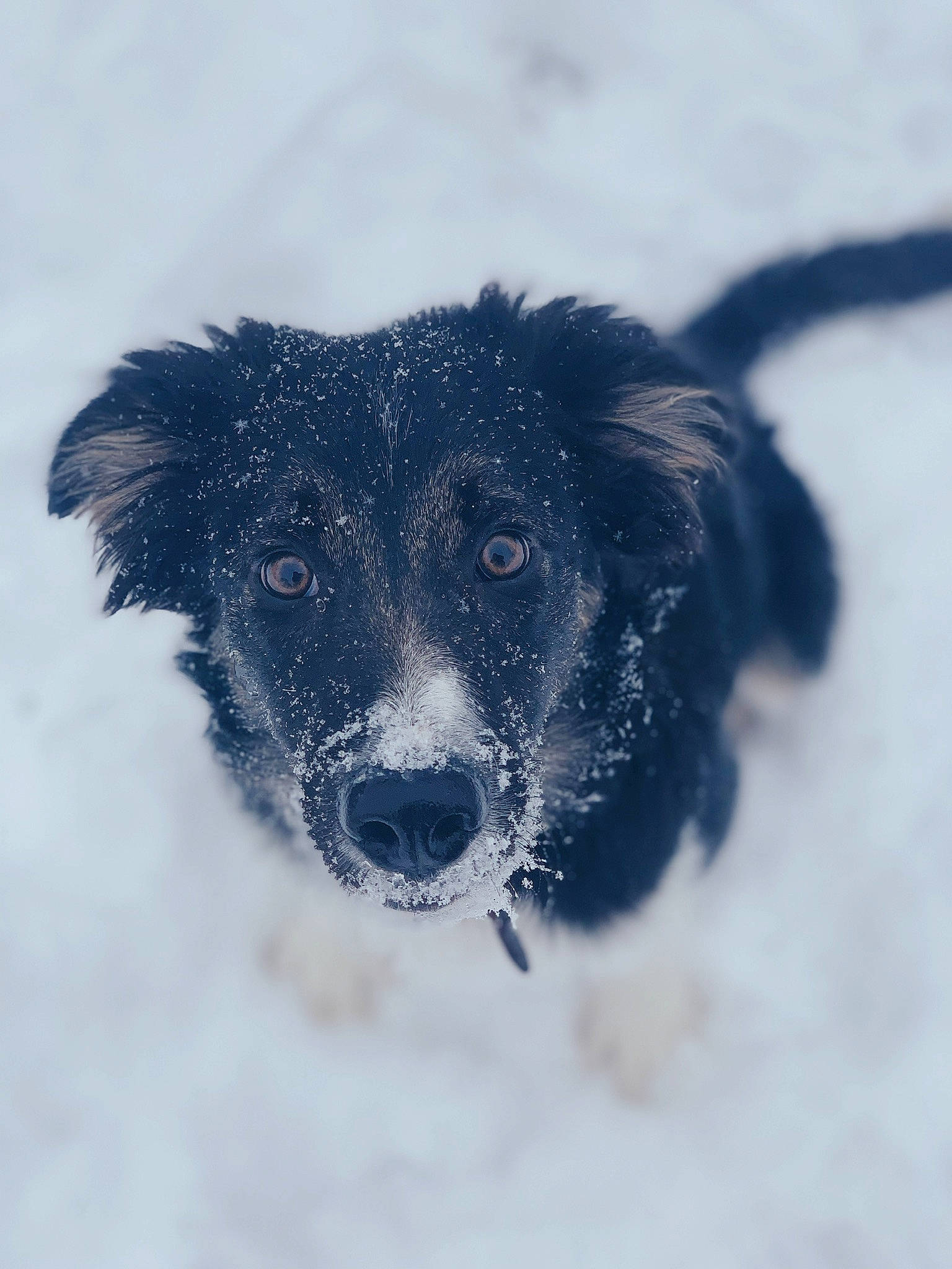 Fly Riley joined the competition — help win amazing prizes! canidae, carnivore, companion_dog, dog, dog_breed, electric_blue, freezing, fur, guard_dog, liquid, non_sporting_group, puppy, snout, snow, sporting_group, terrestrial_animal, whiskers, winter, working_animal, working_dog