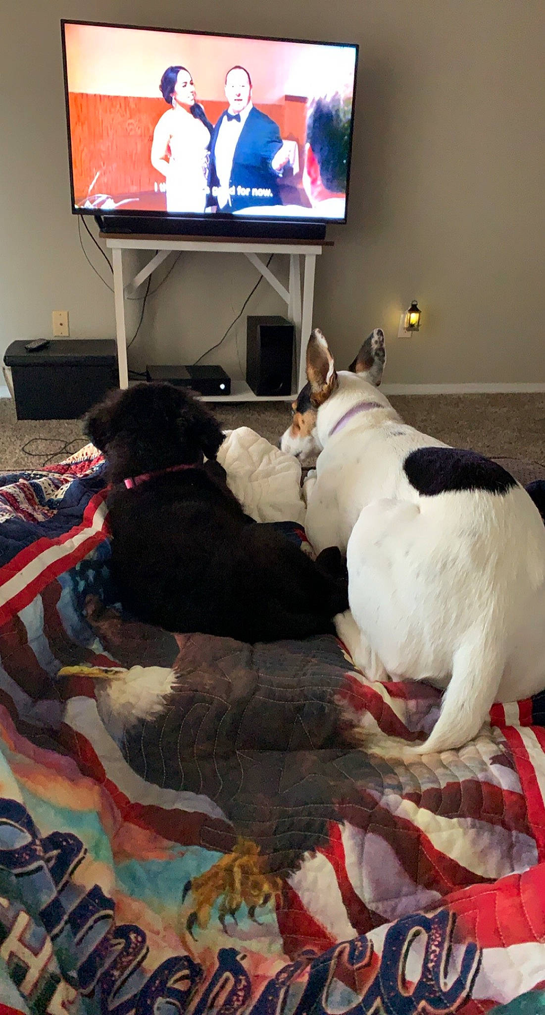 Dolly is registered to the contest to win money with this photo: canidae, carnivore, companion_dog, dog, dog_breed, furniture, non_sporting_group, sporting_group, tail