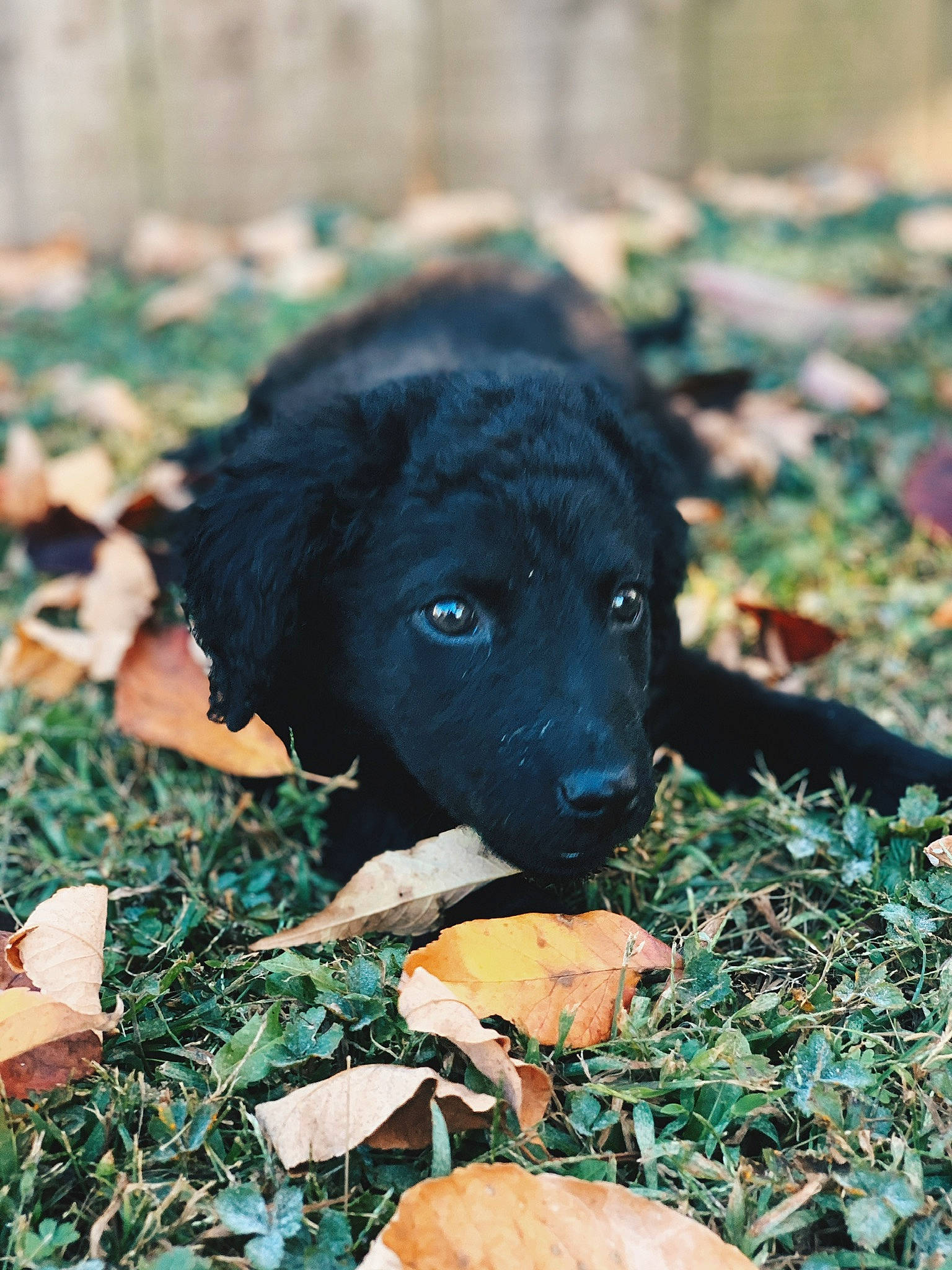 Dolly is registered to the contest to win money with this photo: borador, canidae, carnivore, dog, dog_breed, flat_coated_retriever, labrador_retriever, mammal, puppy, rare_breed_dog, retriever, sporting_group, vertebrate