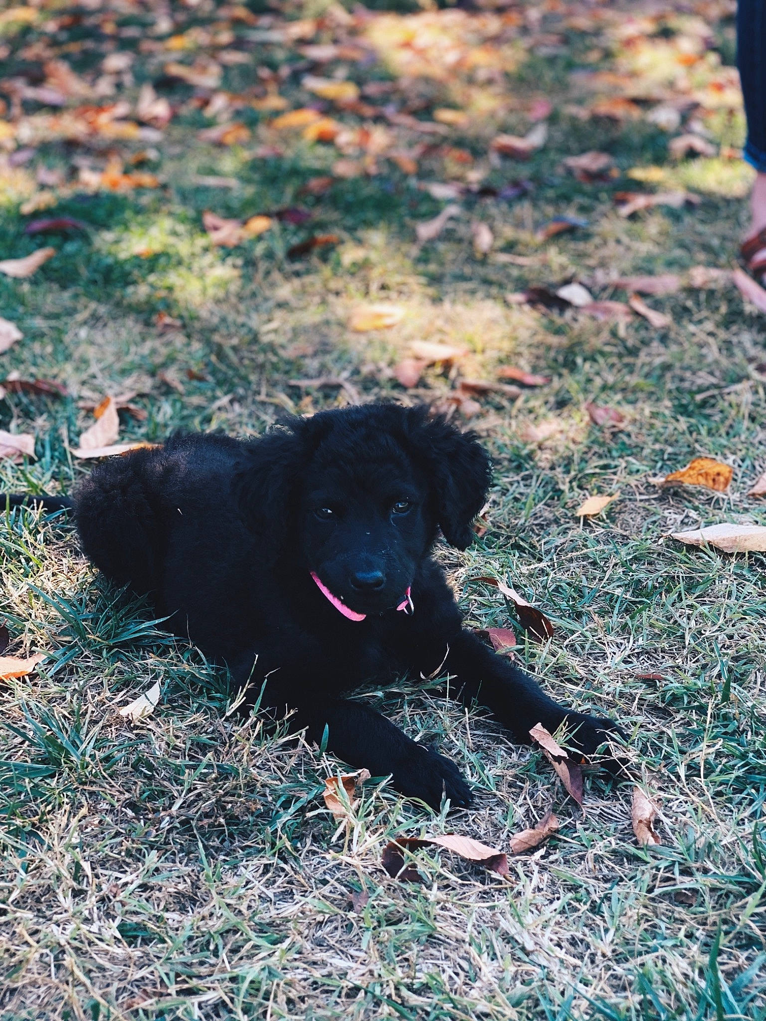 Dolly joined the competition — help win amazing prizes! canidae, carnivore, dog, dog_breed, flat_coated_retriever, grass, hunting_dog, labrador_retriever, puppy, retriever, sporting_group