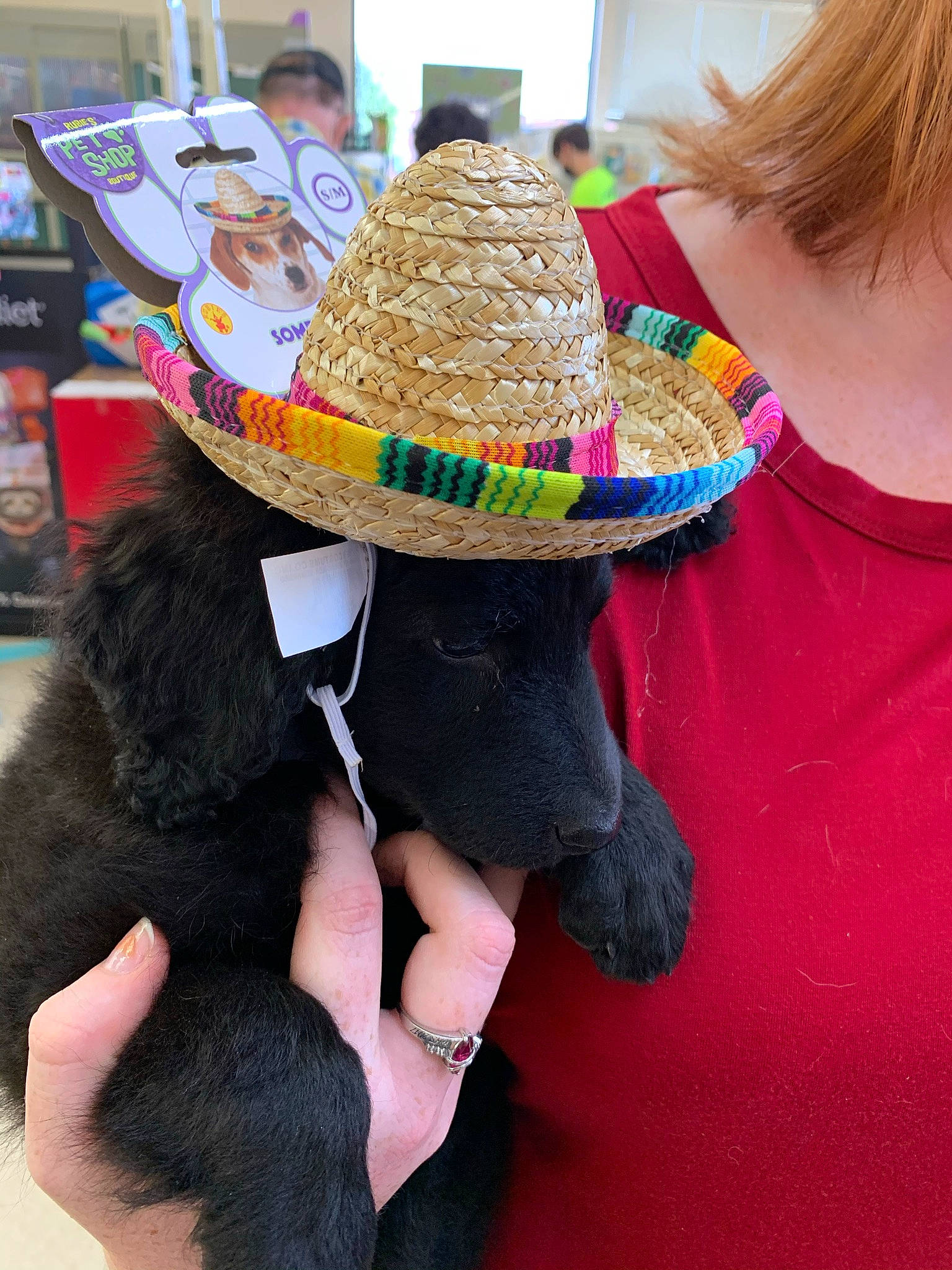 Dolly joined the competition — help win amazing prizes! hat, headgear