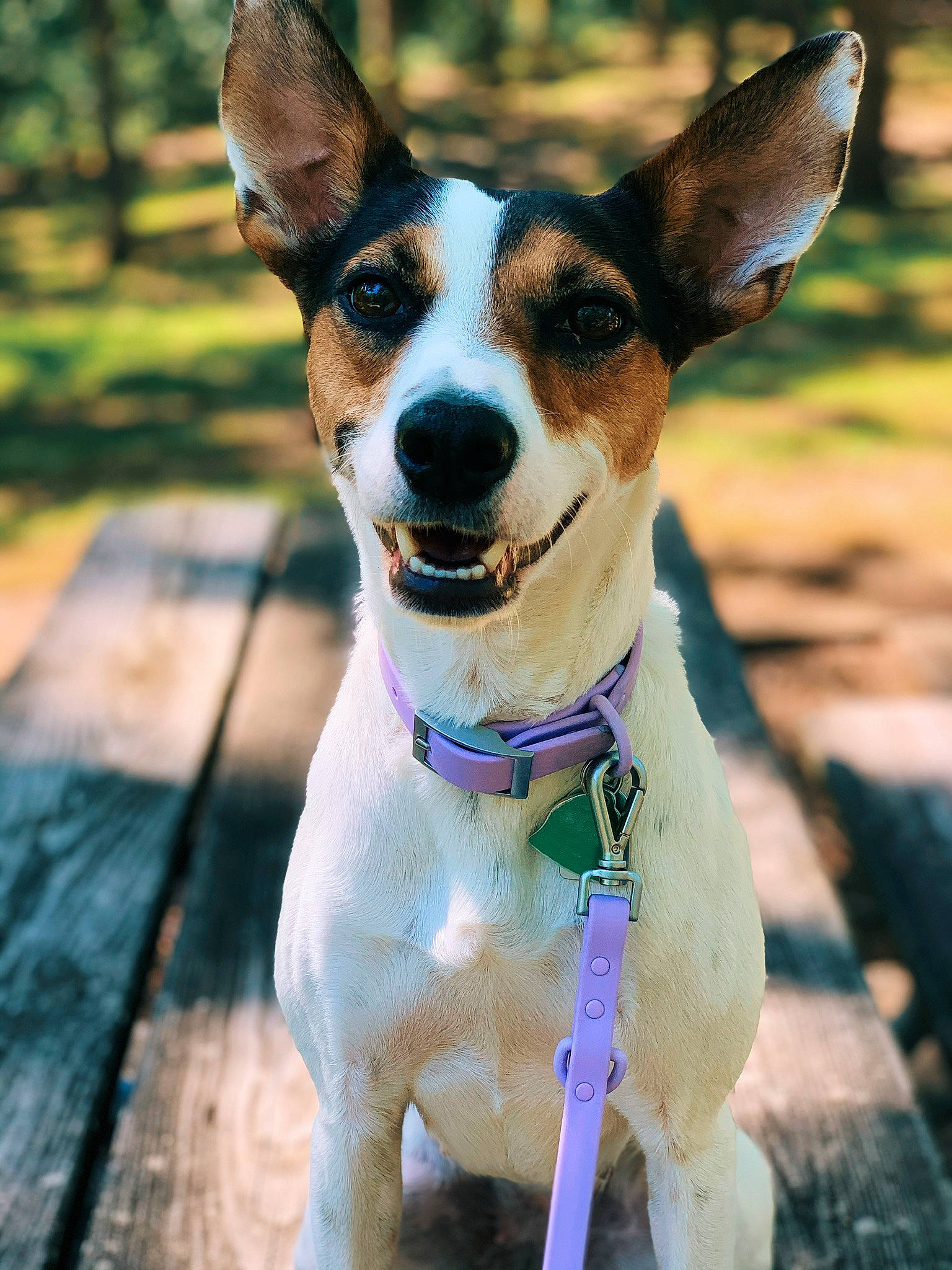 Presley Dawn is registered to the contest to win money with this photo: canidae, carnivore, collar, companion_dog, corgi_chihuahua, dog, dog_breed, dog_collar, feist, fox_terrier, mammal, miniature_fox_terrier, rare_breed_dog, rat_terrier, russell_terrier, snout, teddy_roosevelt_terrier, tenterfield_terrier, toy_fox_terrier, vertebrate