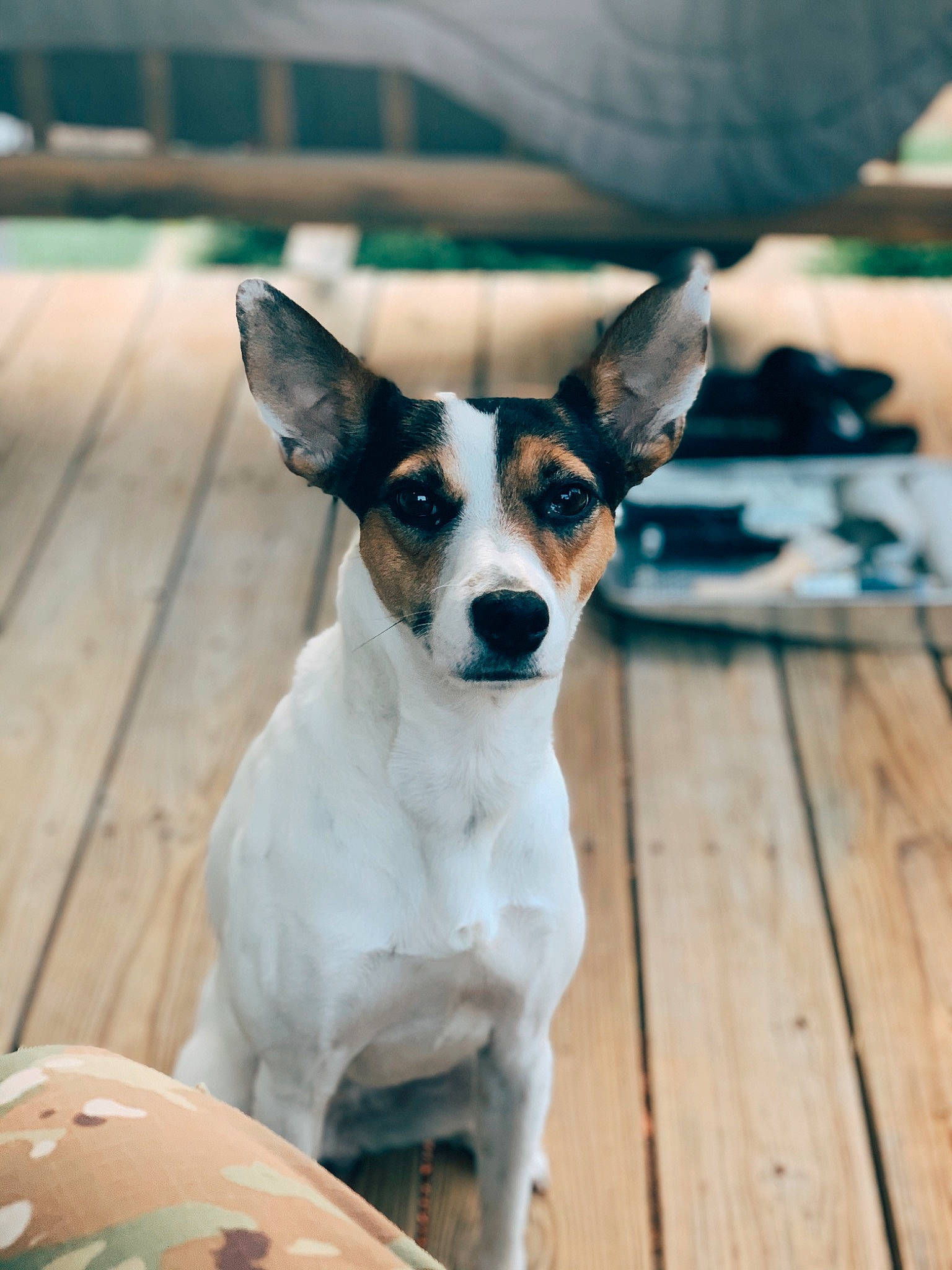 Presley Dawn joined the competition — help win amazing prizes! canidae, carnivore, chilean_fox_terrier, dog, dog_breed, feist, fox_terrier, mammal, miniature_fox_terrier, rare_breed_dog, rat_terrier, ratonero_bodeguero_andaluz, smooth_fox_terrier, snout, sporting_group, teddy_roosevelt_terrier, tenterfield_terrier, terrier, toy_fox_terrier, vertebrate