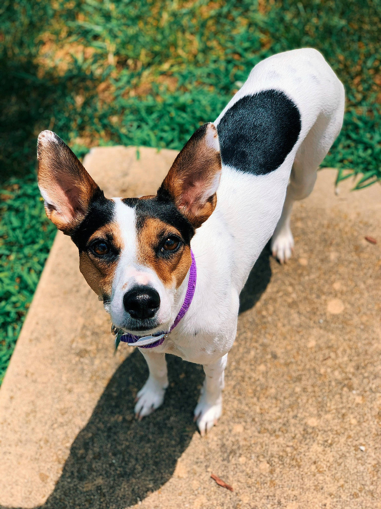 Presley Dawn is registered to the contest to win money with this photo: canidae, carnivore, companion_dog, danish_swedish_farmdog, dog, dog_breed, ear, feist, jack_russell_terrier, mammal, miniature_fox_terrier, rat_terrier, ratonero_bodeguero_andaluz, snout, sporting_group, teddy_roosevelt_terrier, tenterfield_terrier, terrier, toy_fox_terrier, vertebrate