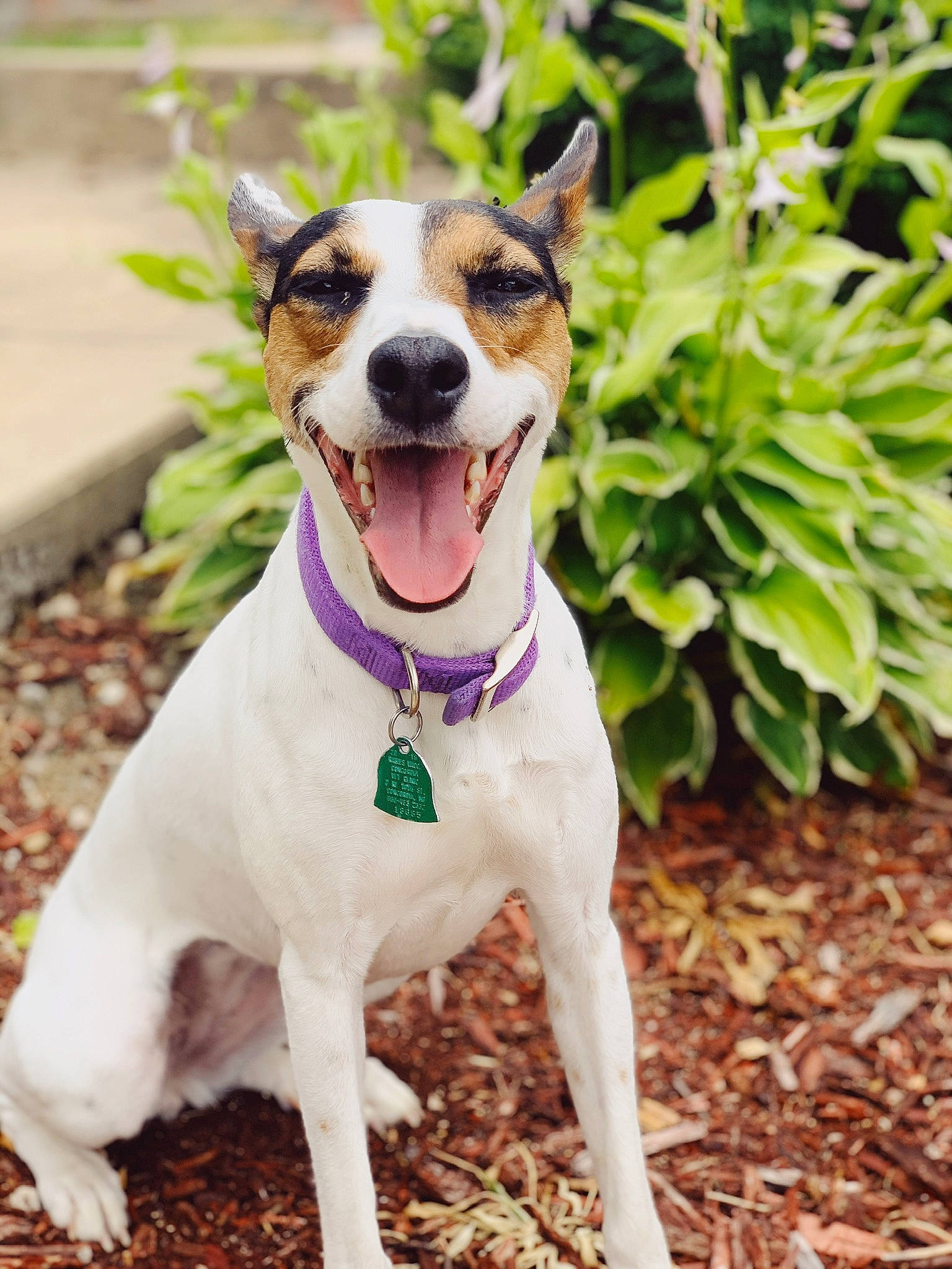 Presley Dawn is registered to the contest to win money with this photo: brazilian_terrier, canidae, carnivore, companion_dog, dog, dog_breed, feist, jack_russell_terrier, mammal, miniature_fox_terrier, plant, rare_breed_dog, rat_terrier, ratonero_bodeguero_andaluz, russell_terrier, snout, teddy_roosevelt_terrier, tenterfield_terrier, treeing_feist, vertebrate