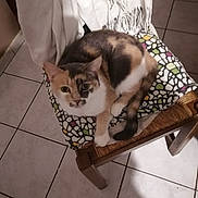 Mimine a rejoint le concours — aidez-le/la à gagner de superbes lots ! cat, calico, chair, cushion, patterned, wooden, tile_floor, indoor, pet, animal, fur, resting, cozy, domestic, feline, home, comfort, looking, curled_up, quiet