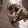 cat, calico, chair, cushion, patterned, wooden, tile_floor, indoor, pet, animal, fur, resting, cozy, domestic, feline, home, comfort, looking, curled_up, quiet