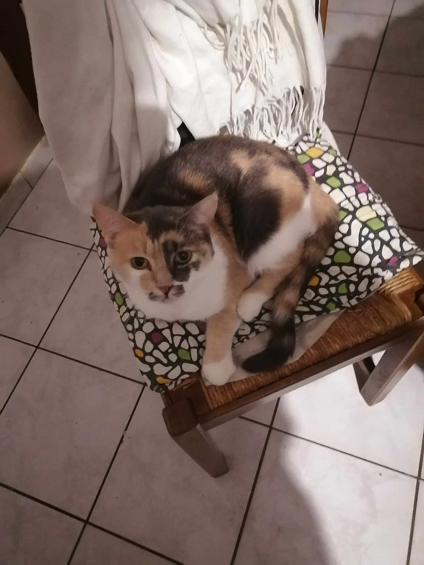 Mimine a rejoint le concours — aidez-le/la à gagner de superbes lots ! cat, calico, chair, cushion, patterned, wooden, tile_floor, indoor, pet, animal, fur, resting, cozy, domestic, feline, home, comfort, looking, curled_up, quiet