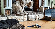 Bella a rejoint le concours — aidez-le/la à gagner de superbes lots ! dog, dogs, pet, sleepy, sitting, fireplace, hearth, indoors, living_room, home, brick, mantel, fireplace_tools, tile_floor, dog_bed, dog_toy, soccer_ball, rope_toy, wrinkled_dog, relaxed