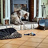 dog, dogs, pet, sleepy, sitting, fireplace, hearth, indoors, living_room, home, brick, mantel, fireplace_tools, tile_floor, dog_bed, dog_toy, soccer_ball, rope_toy, wrinkled_dog, relaxed