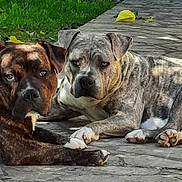 Bella participe au concours pour gagner de l'argent avec cette photo : dog, dogs, canine, pet, animal, brown_dog, gray_dog, lying_down, outdoor, stone_walkway, grass, leaves, chew_bone, paws, short_hair, floppy_ears, looking_at_camera, relaxed, companionship, portrait