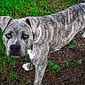 dog, brindle, outdoor, grass, animal, pet, standing, portrait, close_up, short_hair, floppy_ears, black_nose, brown, gray, white_markings, ground, nature, backyard, alert, photography