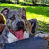 dog, pit_bull, blue_gray_coat, floppy_ears, open_mouth, panting, tongue, bright_eyes, close_up, portrait, outdoor, backyard, grass, garden, fence, sunlight, paw, jeans, happy, brindle