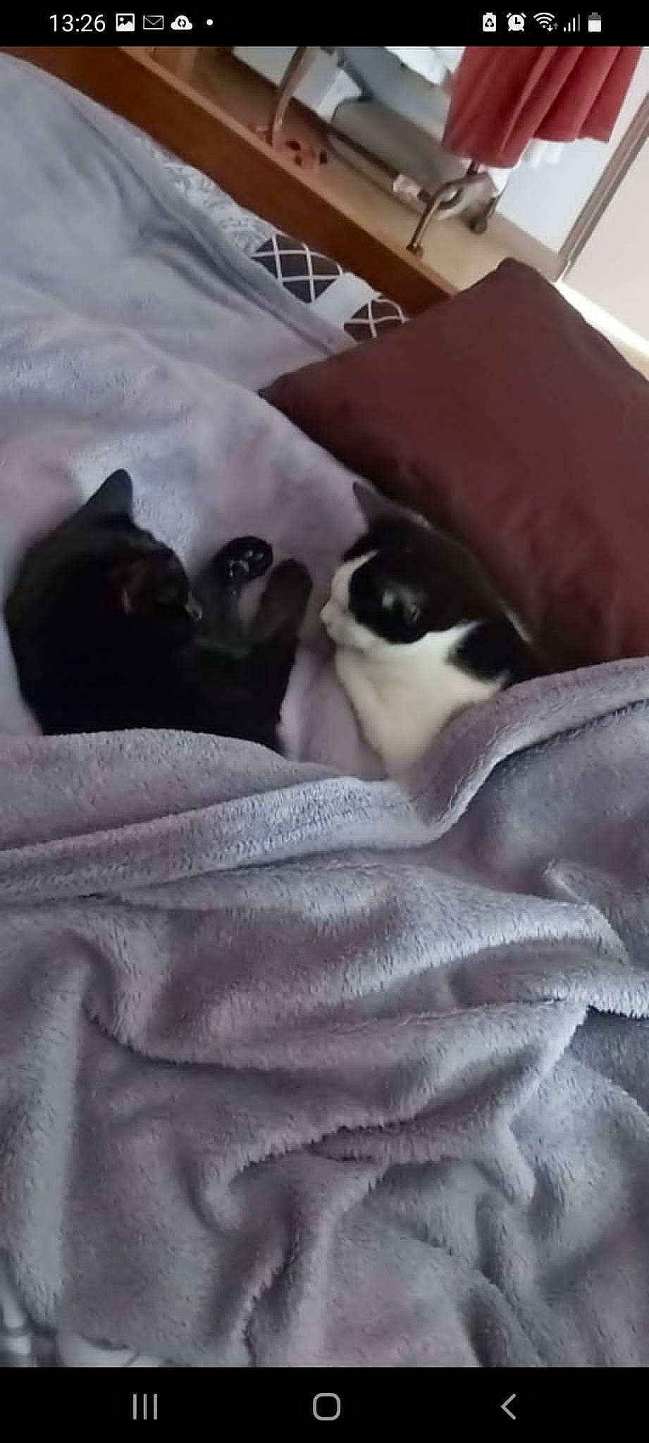 Balie a rejoint le concours — aidez-le/la à gagner de superbes lots ! bedding, black, black_cat, canidae, carnivore, cat, comfort, dog_breed, domestic_short_haired_cat, felidae, fur, grey, linens, mammal, nap, room, small_to_medium_sized_cats, snout, tail, whiskers