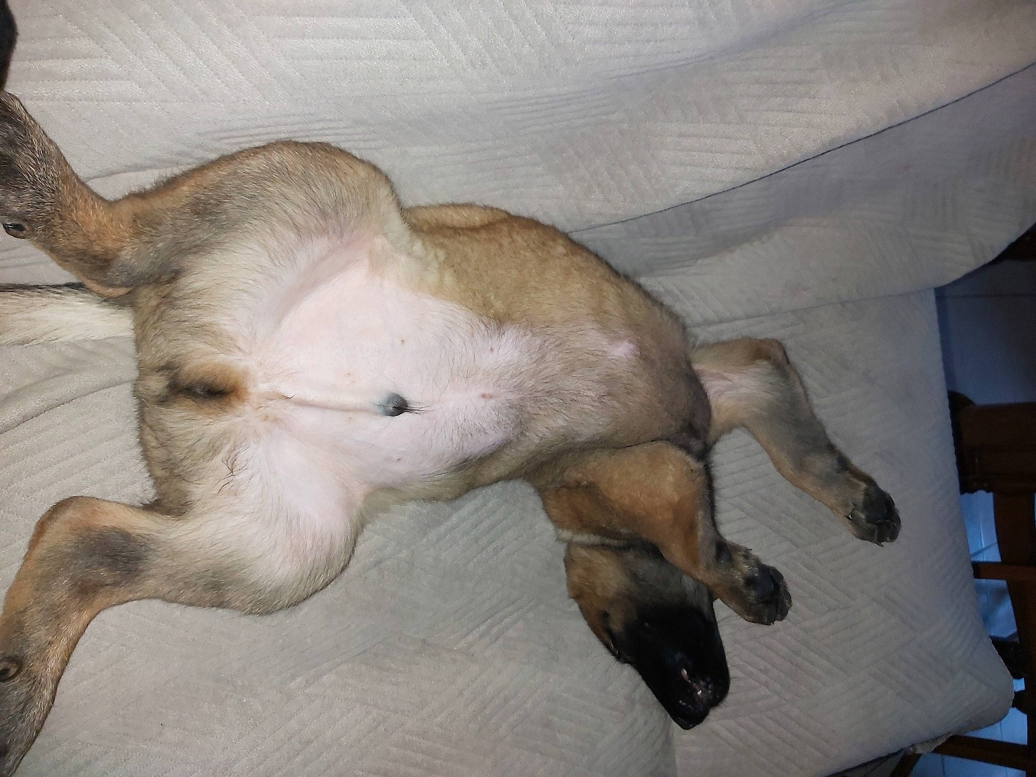 Boss participe au concours pour gagner de l'argent avec cette photo : canidae, carnivore, claw, comfort, companion_dog, dog, dog_breed, fawn, fur, linens, non_sporting_group, paw, snout, sporting_group, tail, terrestrial_animal, toy_dog, wildlife, wood, working_animal