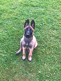 Boss participe au concours pour gagner de l'argent avec cette photo : canidae, carnivore, companion_dog, dog, dog_breed, east_european_shepherd, fawn, german_shepherd_dog, grass, herding_dog, lawn, old_german_shepherd_dog, plant, puppy, sporting_group, tail, terrestrial_animal, toy_dog, working_animal, working_dog