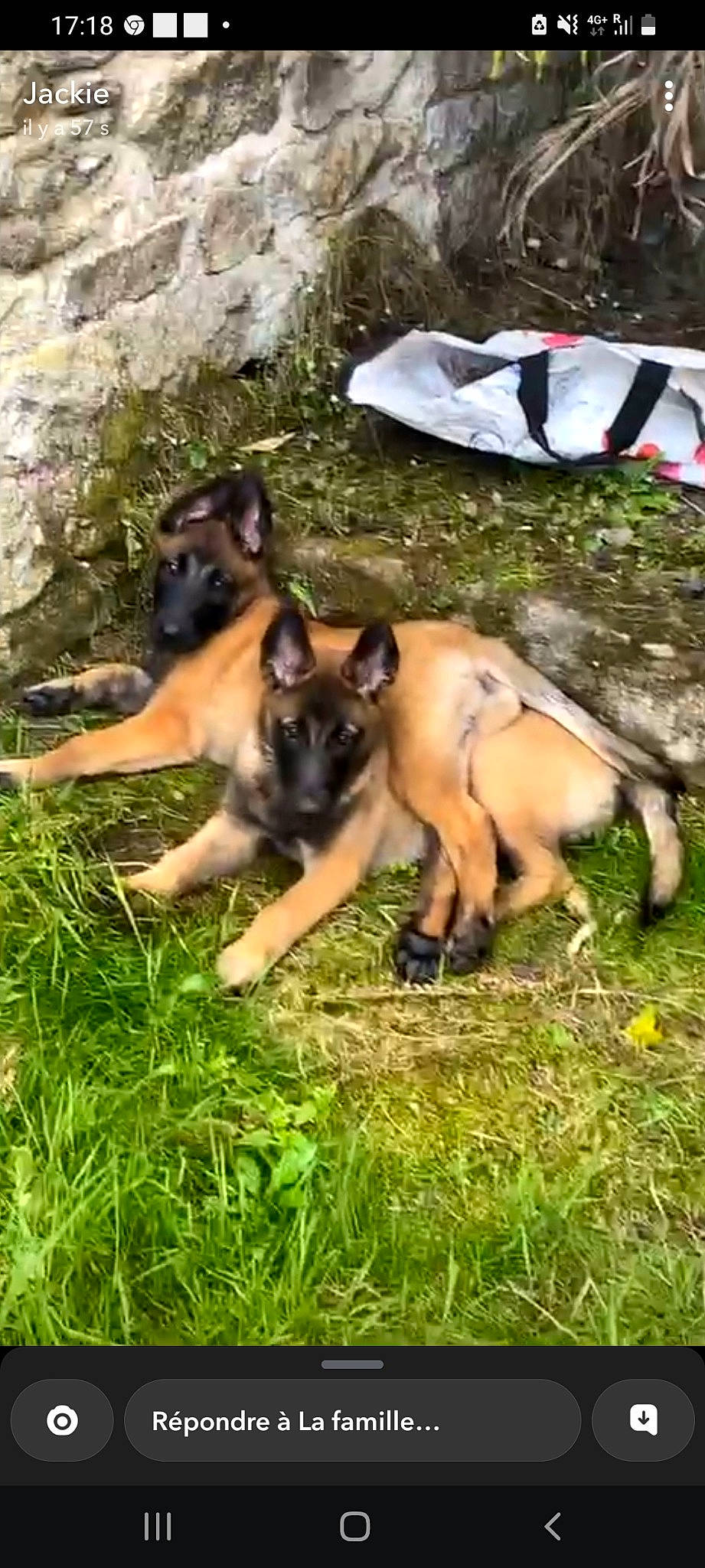 Boss participe au concours pour gagner de l'argent avec cette photo : belgian_shepherd_malinois, canidae, carnivore, companion_dog, dog, dog_breed, fawn, german_shepherd_dog, grass, herding_dog, king_shepherd, old_german_shepherd_dog, plant, snout, sporting_group, terrestrial_animal, tree, wildlife, working_animal, working_dog