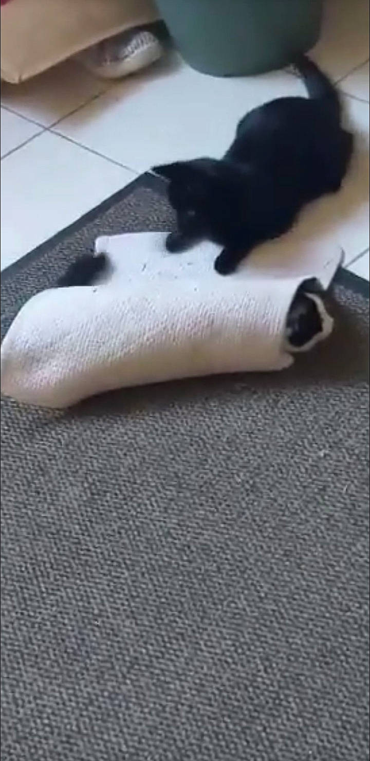 Chanel a rejoint le concours — aidez-le/la à gagner de superbes lots ! carnivore, cat, comfort, dog_breed, domestic_short_haired_cat, felidae, flooring, fur, grey, hardwood, human_leg, linens, mammal, small_to_medium_sized_cats, snout, sporting_group, tail, vertebrate, whiskers, wood