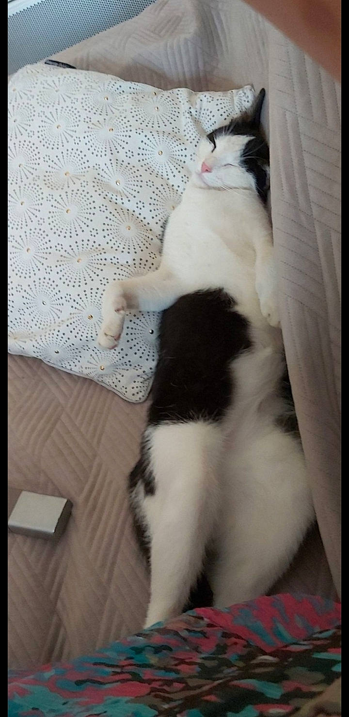 Chanel participe au concours pour gagner de l'argent avec cette photo : canidae, carnivore, cat, claw, comfort, companion_dog, domestic_short_haired_cat, felidae, flooring, formal_wear, fur, hardwood, human_leg, linens, paw, room, small_to_medium_sized_cats, tail, whiskers, wood