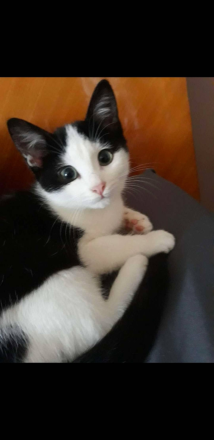 Chanel a rejoint le concours — aidez-le/la à gagner de superbes lots ! carnivore, cat, claw, comfort, domestic_short_haired_cat, eye, felidae, foot, fur, leg, paw, sitting, small_to_medium_sized_cats, snout, tail, whiskers