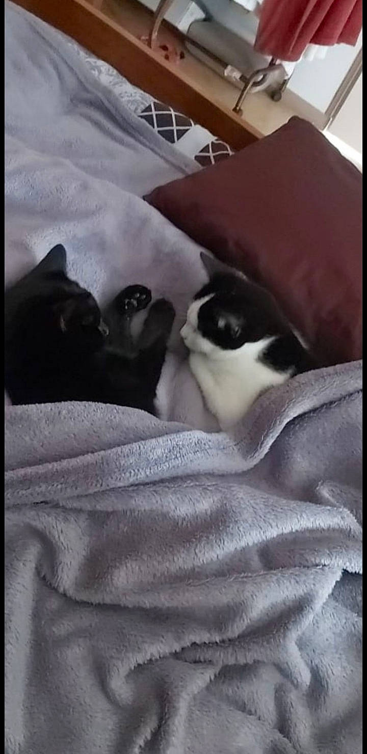 Chanel participe au concours pour gagner de l'argent avec cette photo : bedding, canidae, carnivore, cat, comfort, companion_dog, dog_breed, domestic_short_haired_cat, felidae, fur, grey, linens, monochrome_photography, nap, room, small_to_medium_sized_cats, sporting_group, tail, tints_and_shades, whiskers