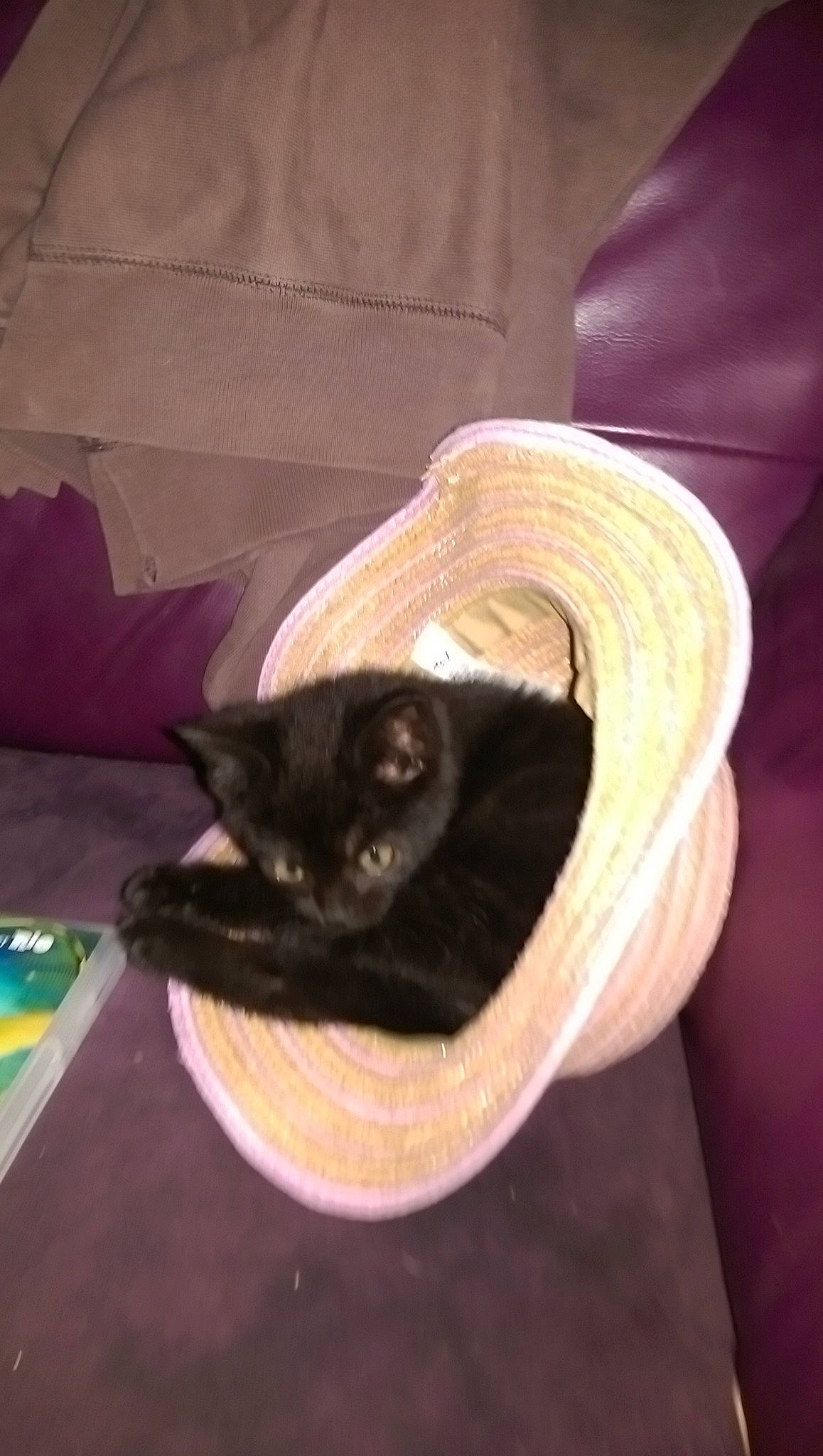 Blacky participe au concours pour gagner de l'argent avec cette photo : basket, carnivore, cat, cat_bed, cat_supply, comfort, costume_hat, domestic_short_haired_cat, fashion_accessory, felidae, fur, hardwood, hat, linens, room, small_to_medium_sized_cats, sun_hat, tail, whiskers, wood