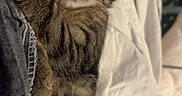 Luffy participe au concours pour gagner de l'argent avec cette photo : adorable, animal, bed, blanket, cat, cozy, cute, feline, fur, indoor, kitten, mammal, peaceful, pet, relaxation, resting, sleeping, tabby, whiskers, young