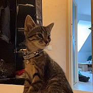 Luffy participe au concours pour gagner de l'argent avec cette photo : animal, bed, cat, collar, curious, cute, domestic_animal, doorway, feline, floor, furniture, indoor, kitten, light, mammal, pet, room, shadow, tabby, young_animal