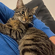 Luffy a rejoint le concours — aidez-le/la à gagner de superbes lots ! animal, blue_jacket, cat, closeup, comfort, companionship, couch, cozy, ears, eyes, feline, fur, indoor, lap, person, pet, relaxed, striped, tabby_cat, whiskers