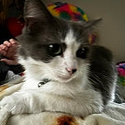 Stormy joined the competition — help win amazing prizes! cat, gray, white, pet, animal, feline, resting, blanket, indoor, closeup, fur, collar, domestic, cute, whiskers, paw, soft, cozy, blurred, background