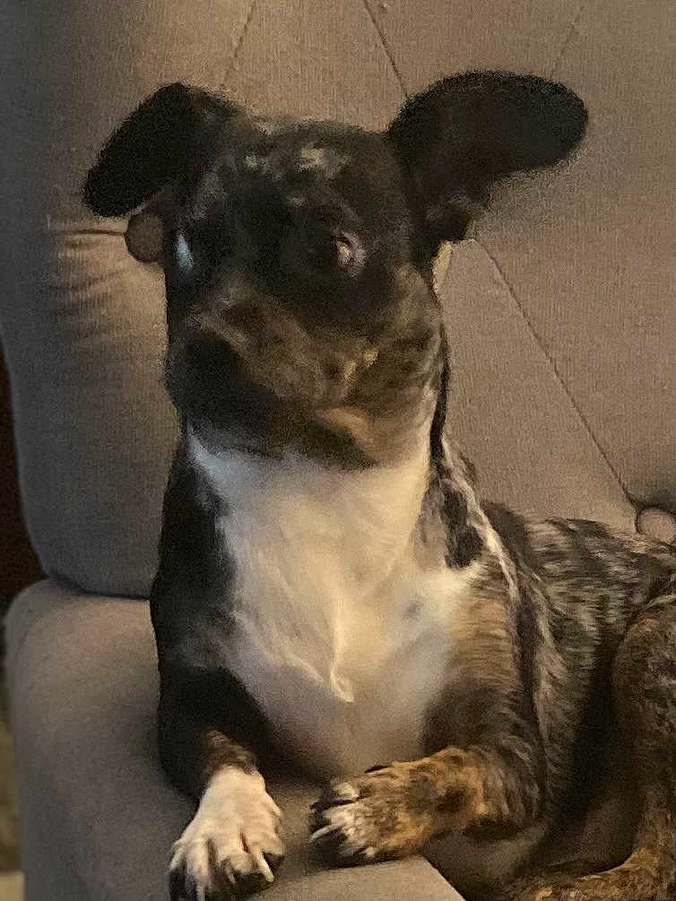 Bud joined the competition — help win amazing prizes! dog, brindle, white_chest, couch, chair, pet, animal, indoor, relaxed, paw, fur, ears, seated, looking_away, cozy, furniture, domestic, companion, quiet, calm