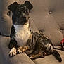 Bud is registered to the contest to win money with this photo: dog, brindle_coat, couch, indoor, pet, animal, relaxed, tufted_couch, canine, fur, paw, sitting, companion, domestic, cute, friendly, household, resting, brown, white