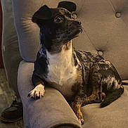 Bud joined the competition — help win amazing prizes! dog, armchair, indoor, pet, furniture, brown, beige, wood_floor, alert, sitting, short_hair, black, white, brown_spots, paw, ears, tail, cozy, home, boots