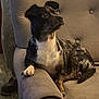 dog, armchair, indoor, pet, furniture, brown, beige, wood_floor, alert, sitting, short_hair, black, white, brown_spots, paw, ears, tail, cozy, home, boots
