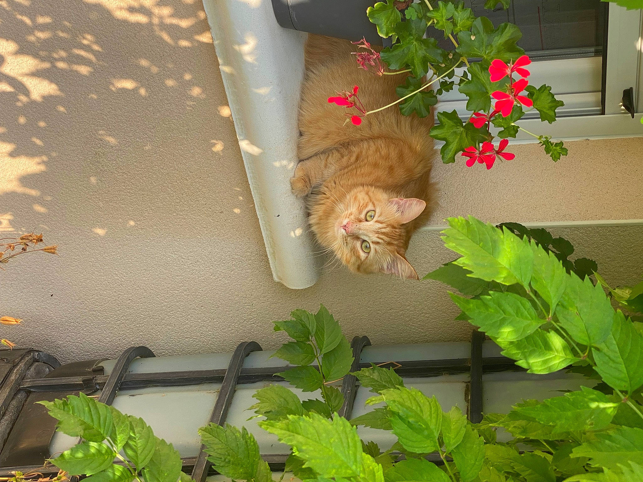 Tika participe au concours pour gagner de l'argent avec cette photo : annual_plant, carnivore, cat, fawn, felidae, flower, flowering_plant, flowerpot, grass, groundcover, herbaceous_plant, house, houseplant, leaf, plant, small_to_medium_sized_cats, tail, whiskers, window, wood