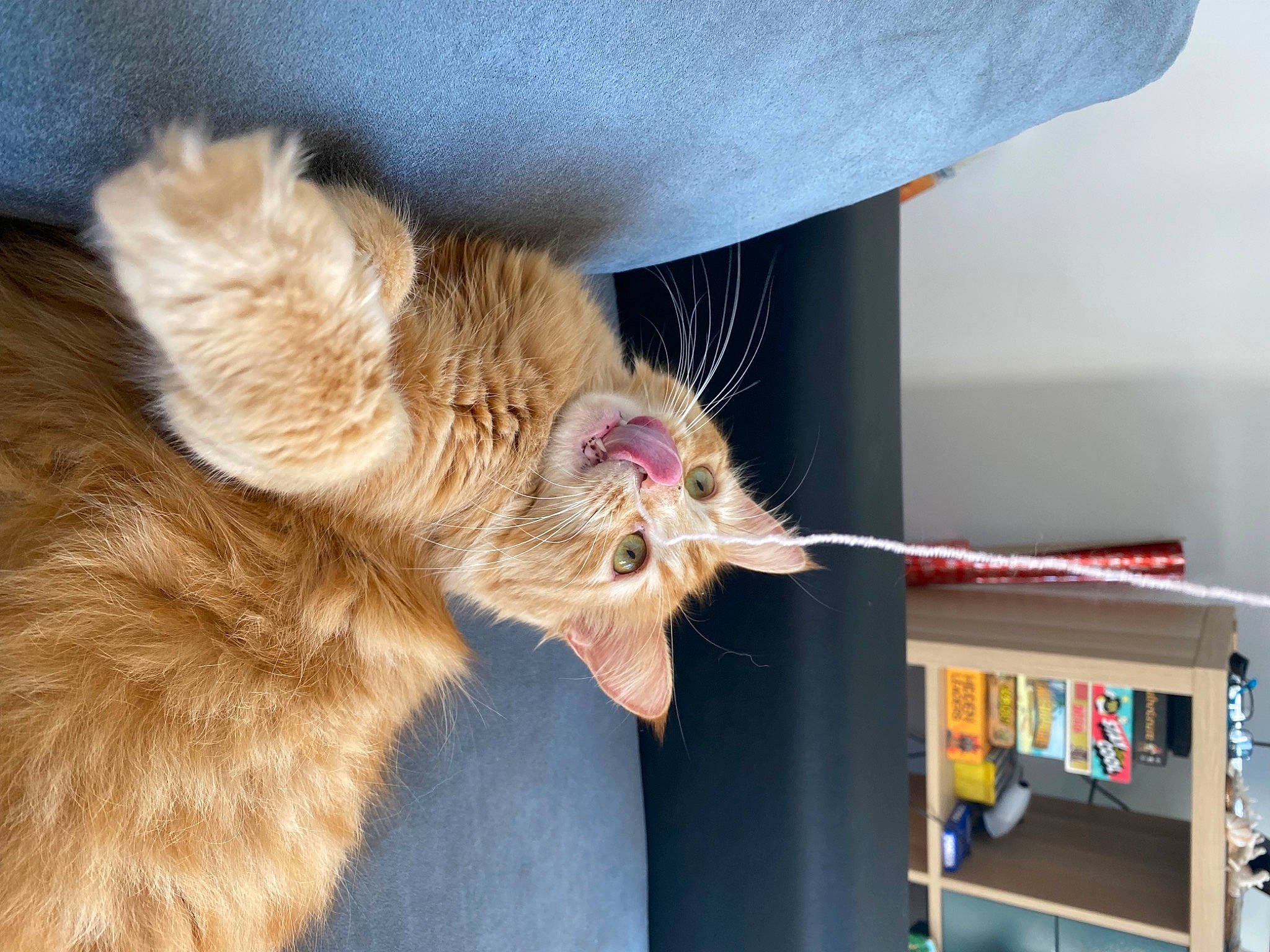 Tika participe au concours pour gagner de l'argent avec cette photo : bookcase, carnivore, cat, claw, comfort, domestic_short_haired_cat, ear, fawn, felidae, foot, fur, gesture, nail, paw, shelf, shelving, small_to_medium_sized_cats, tail, whiskers