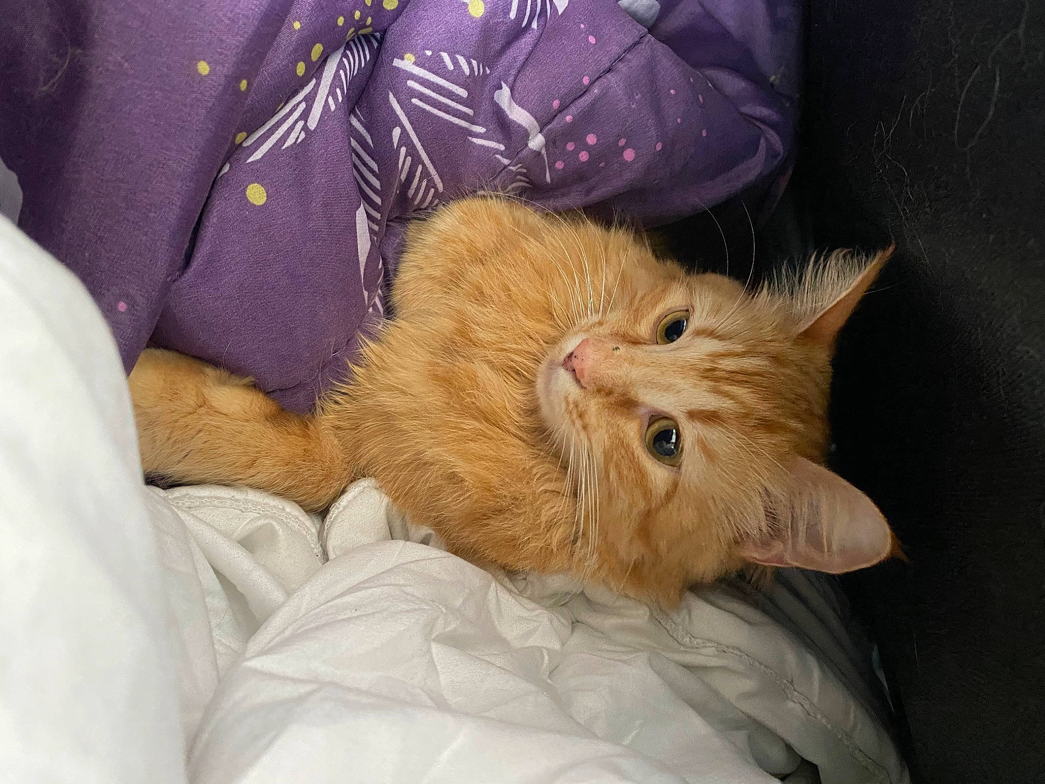 Tika a rejoint le concours — aidez-le/la à gagner de superbes lots ! carnivore, cat, claw, comfort, domestic_short_haired_cat, ear, fawn, felidae, foot, fur, human_leg, nap, paw, small_to_medium_sized_cats, whiskers