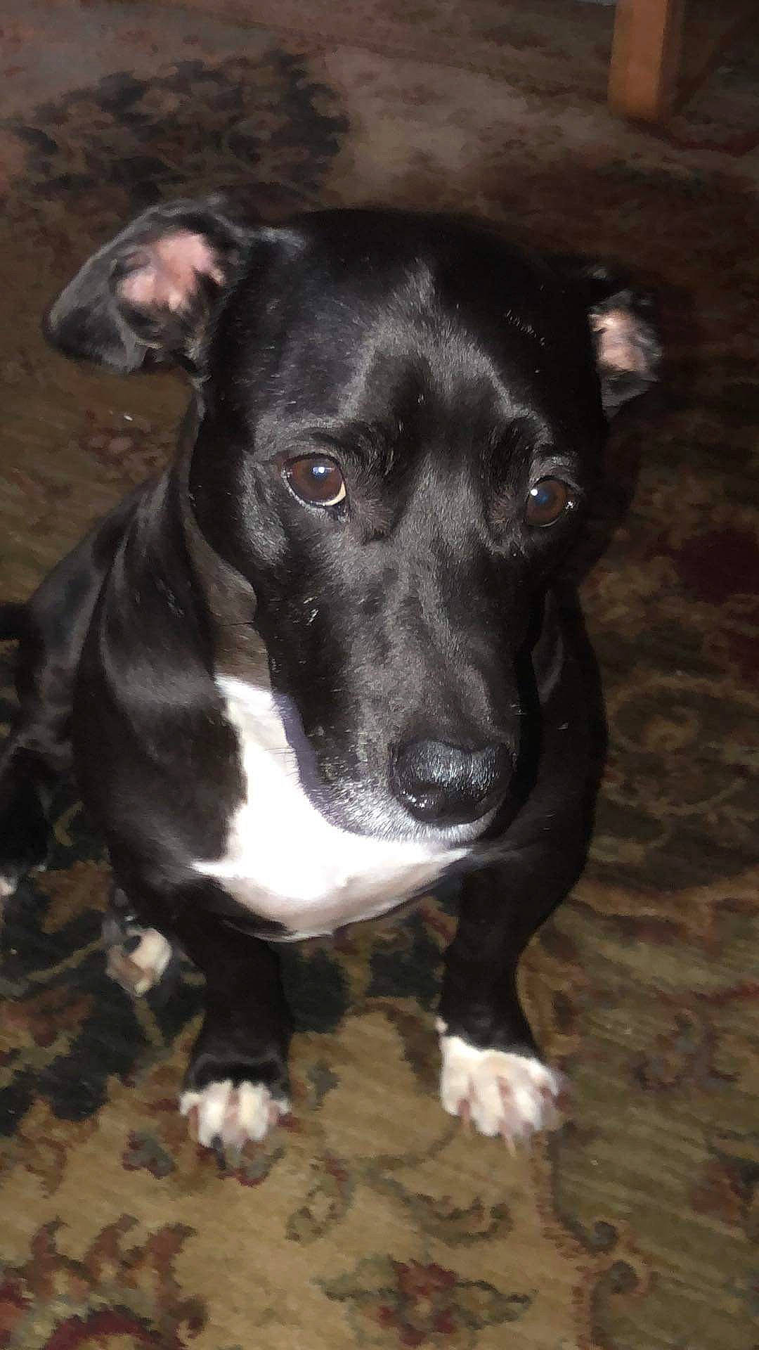 Gibby joined the competition — help win amazing prizes! borador, canidae, carnivore, collar, companion_dog, dog, dog_breed, guard_dog, non_sporting_group, snout, sporting_group, terrestrial_animal, whiskers, working_animal, working_dog