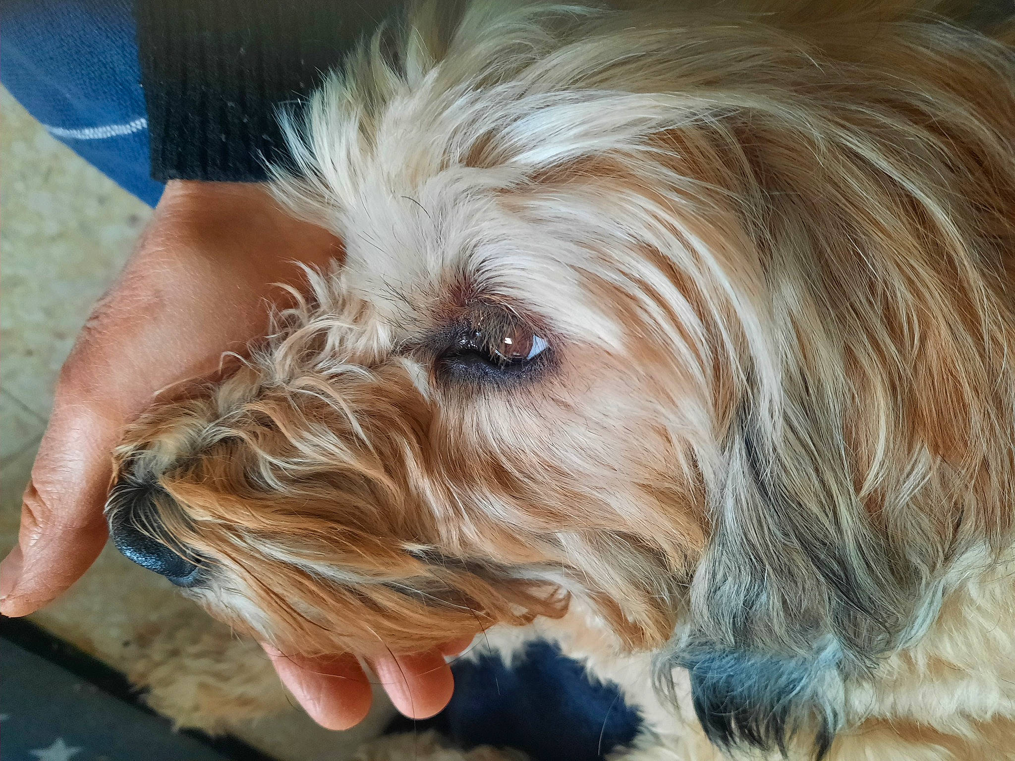 Max a rejoint le concours — aidez-le/la à gagner de superbes lots ! biewer_terrier, canidae, carnivore, companion_dog, dog, dog_breed, fur, liver, maltepoo, non_sporting_group, puppy, puppy_love, small_terrier, snout, sporting_group, terrier, toy_dog, working_animal, yorkipoo