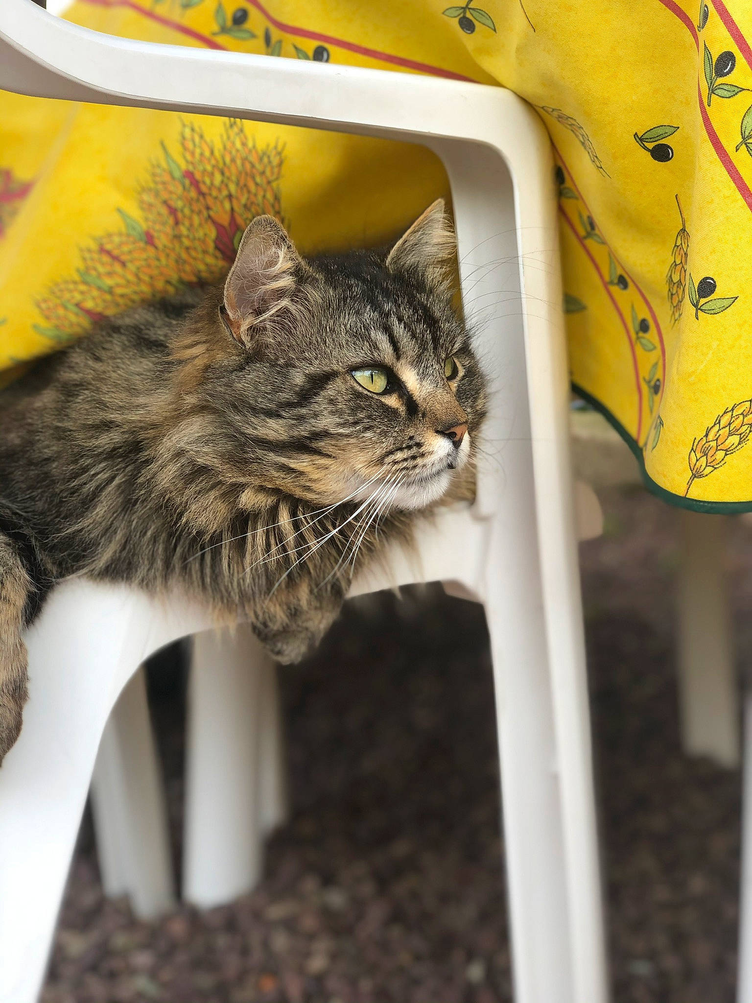 Tigrou a rejoint le concours — aidez-le/la à gagner de superbes lots ! carnivore, cat, domestic_short_haired_cat, european_shorthair, felidae, kitten, norwegian_forest_cat, small_to_medium_sized_cats, tabby_cat, whiskers, wild_cat