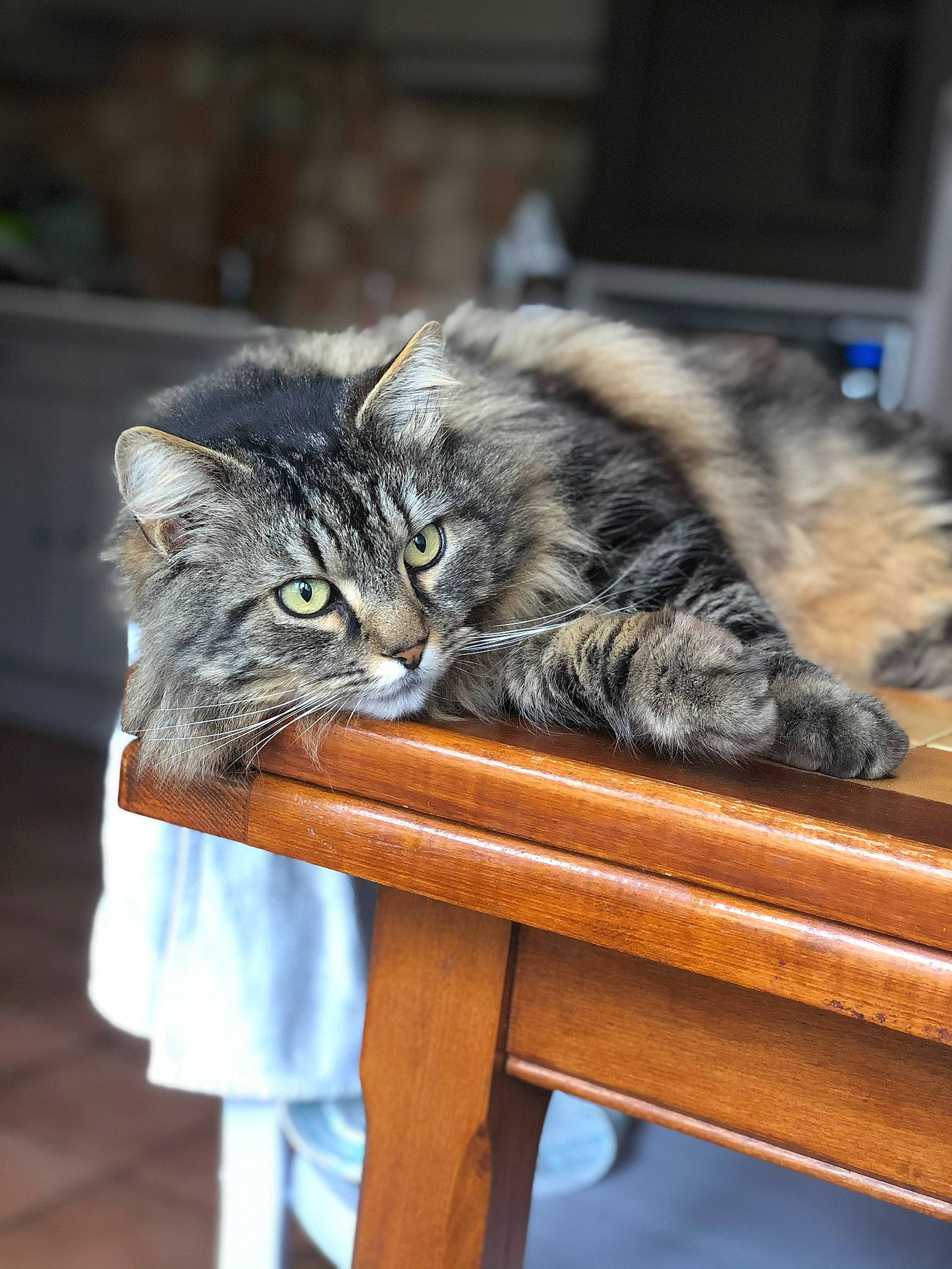 Tigrou a rejoint le concours — aidez-le/la à gagner de superbes lots ! american_curl, asian, carnivore, cat, domestic_long_haired_cat, domestic_short_haired_cat, dragon_li, european_shorthair, felidae, fur, kitten, maine_coon, norwegian_forest_cat, pixie_bob, siberian, small_to_medium_sized_cats, tabby_cat, toyger, whiskers, wild_cat