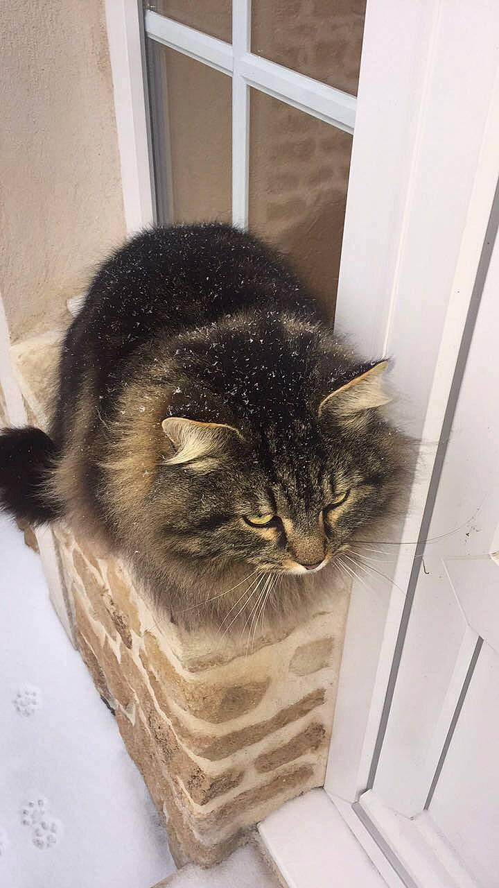 Tigrou participe au concours pour gagner de l'argent avec cette photo : asian, carnivore, cat, domestic_short_haired_cat, dragon_li, european_shorthair, felidae, kurilian_bobtail, small_to_medium_sized_cats, tabby_cat, whiskers