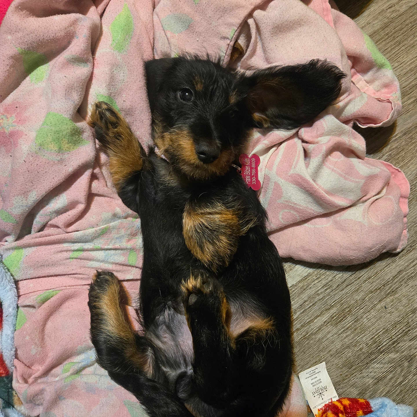 Franki
