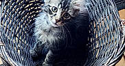 Tigrou a rejoint le concours — aidez-le/la à gagner de superbes lots ! kitten, cat, basket, indoor, floor, tile, curious, fur, pet, animal, wood, table, rug, cozy, woven, young, cute, domestic, feline, eyes